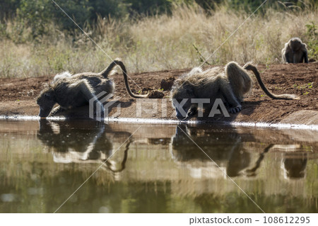 Chacma baboon in Kruger National park, South Africa 108612295
