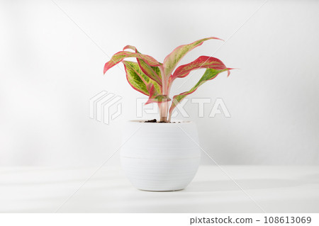 Small red chinese evergreen Small red chinese evergreen 108613069