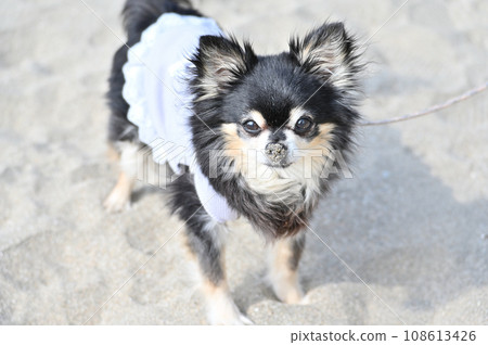 奇瓦瓦走在沙灘上，目光接觸 108613426