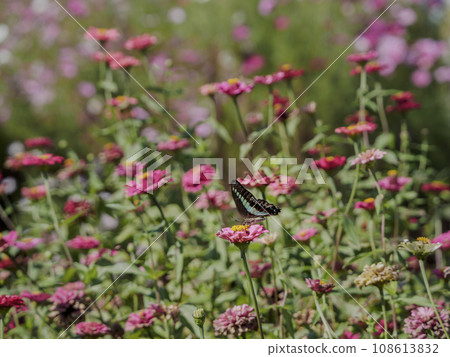 Blue swallowtail sucking nectar from zinnias 108613832