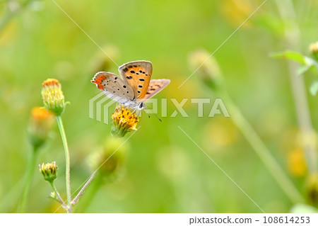 Bennisimi Bennisimi 108614253