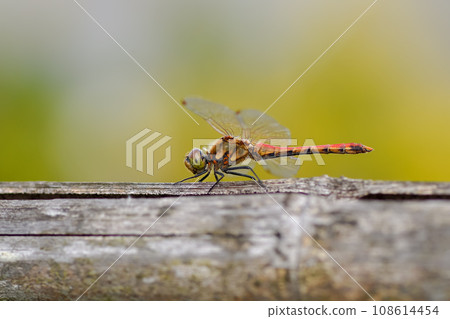 紅蜻蜓 108614454