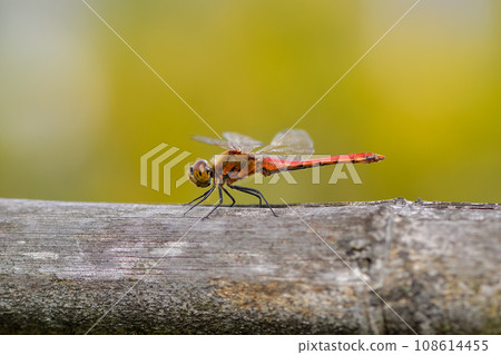 Red dragonfly 108614455
