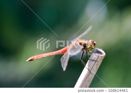 紅蜻蜓 108614461