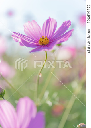 Cosmos/autumn image 108614572