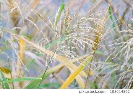 The earth-toned withering colors of the reeds on the banks of the Nakatsugawa River in Iwate Prefecture in late autumn. The earth-toned withering colors of the reeds on the banks of the Nakatsugawa River in Iwate Prefecture in late autumn. 108614862