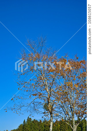 十一月，美麗的樹木，秋葉色彩鮮豔 108615057