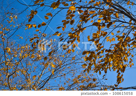 十一月，美麗的樹木，秋葉色彩鮮豔 108615058