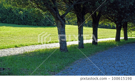 Young olive alley with path Young olive alley with path 108615198
