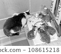 Cats from the 1950s 108615218