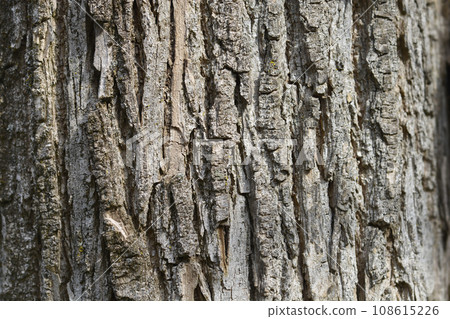 Happy Tree Happy Tree 108615226