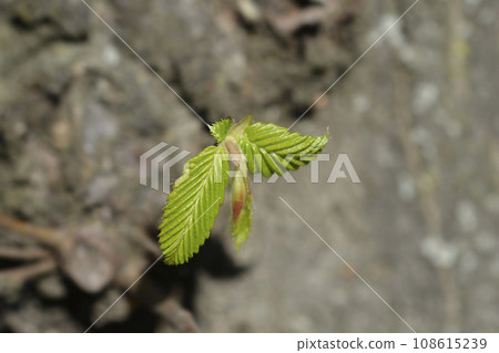 Common hornbeam Common hornbeam 108615239