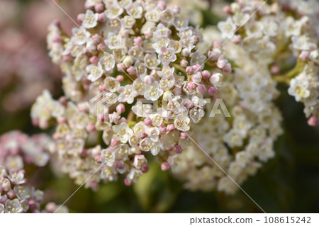 Laurustinus 108615242