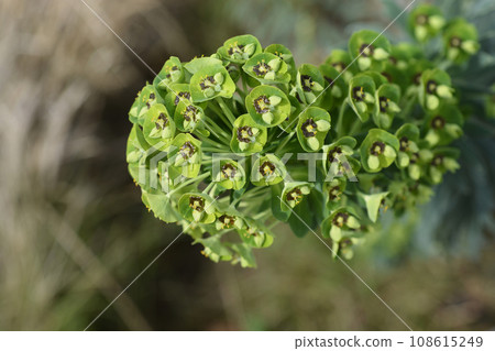 Spurge Black Pearl Spurge Black Pearl 108615249