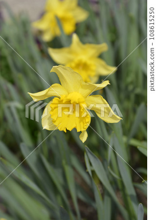 Trumpet Daffodil King Alfred Trumpet Daffodil King Alfred 108615250