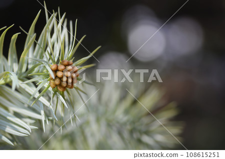 Chinese fir Chinese fir 108615251