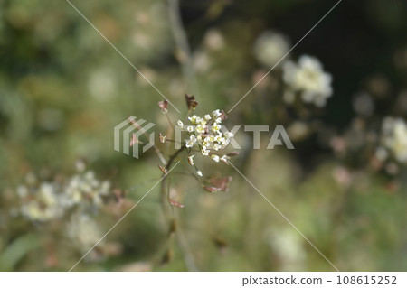 Shepherds purse Shepherds purse 108615252