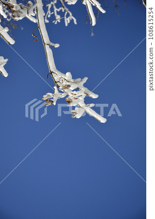 Tree branch Tree branch 108615254