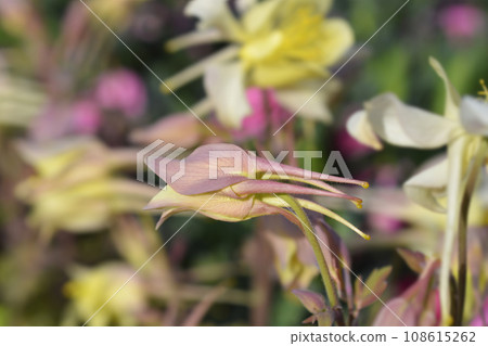 Common columbine Common columbine 108615262