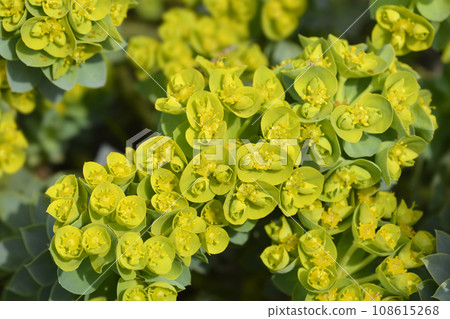 Myrtle spurge Myrtle spurge 108615268
