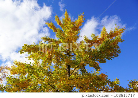 Looking up at the blue sky and the ginkgo tree with autumn leaves 108615717