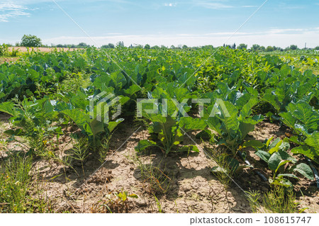 Organic field with cabbage, agricultural field with planted rows Organic field with cabbage, agricultural field with planted rows 108615747