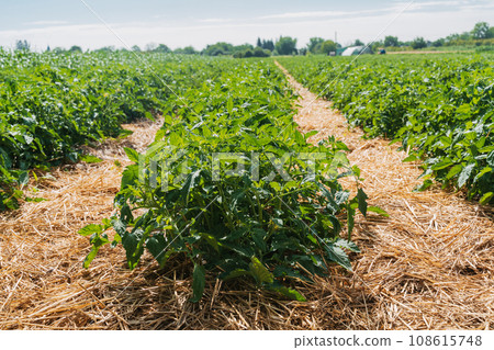 Agricultural field with planted rows of tomatoes Agricultural field with planted rows of tomatoes 108615748