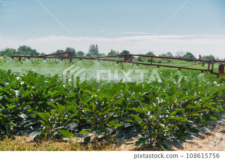 Eggplant field irrigated by a pivot sprinkler system Eggplant field irrigated by a pivot sprinkler system 108615756