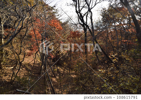 Mt. Iwabisu, mountain climbing, Gunma Prefecture Mt. Iwabisu, mountain climbing, Gunma Prefecture 108615791