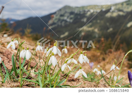 Spring landscape with the first flowers on the foreground in the mountains 108615840
