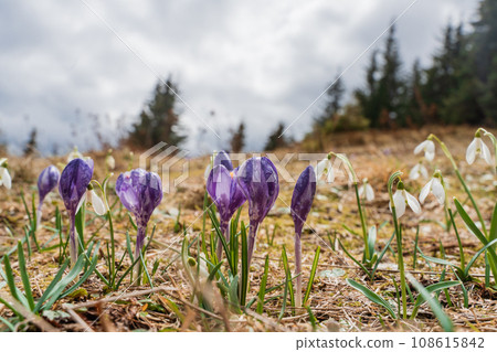 Spring landscape with the first flowers on the foreground in the mountains 108615842