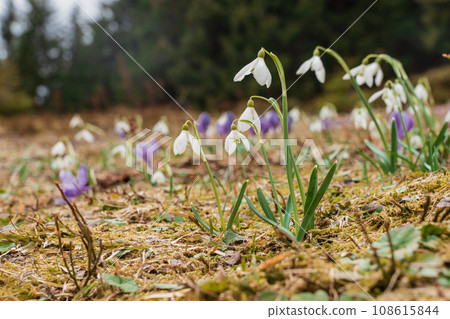 Spring landscape with the first flowers on the foreground in the mountains 108615844
