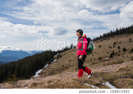 Woman hiker enjoys saffron blooming at Carpathian mountains Woman hiker enjoys saffron blooming at Carpathian mountains 108615981