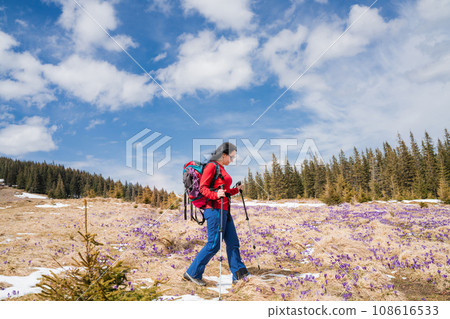 Woman hiker enjoys saffron blooming at Carpathian mountains Woman hiker enjoys saffron blooming at Carpathian mountains 108616533