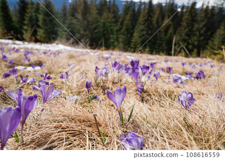 Beautiful spring landscape with snow and saffron flowers 108616559