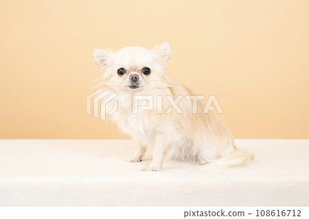 Beige background and Chihuahua Luana 108616712