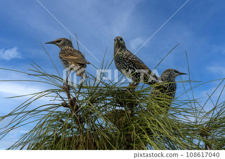 common starlings on a branch 108617040