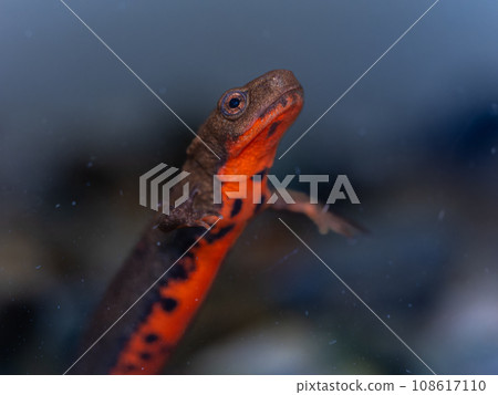 Close-up of red-bellied newt Close-up of red-bellied newt 108617110