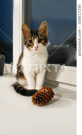 Gray fluffy domestic kitten with yellow-green eyes. Pets. Gray fluffy domestic kitten with yellow-green eyes. Pets. 108617280