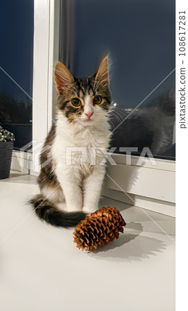 Gray fluffy domestic kitten with yellow-green eyes. Pets. 108617281