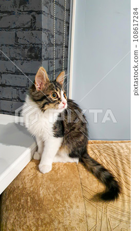 Gray fluffy domestic kitten with yellow-green eyes. Pets. 108617284