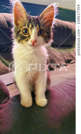 Gray fluffy domestic kitten with yellow-green eyes. Pets. 108617304