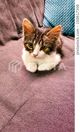 Gray fluffy domestic kitten with yellow-green eyes. Pets. 108617306