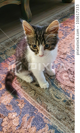 Gray fluffy domestic kitten with yellow-green eyes. Pets. Gray fluffy domestic kitten with yellow-green eyes. Pets. 108617333