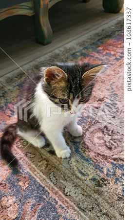 Gray fluffy domestic kitten with yellow-green eyes. Pets. Gray fluffy domestic kitten with yellow-green eyes. Pets. 108617337