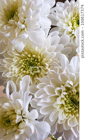 Bouquet of white chrysanthemums. There are drops of water and jewelry on the petals. Can be used for cards Bouquet of white chrysanthemums. There are drops of water and jewelry on the petals. Can be used for cards 108617374