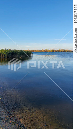 Autumn river bank. Yellow money in the trees, footprints in the sand. Crows in the trees. Autumn river bank. Yellow money in the trees, footprints in the sand. Crows in the trees. 108617525