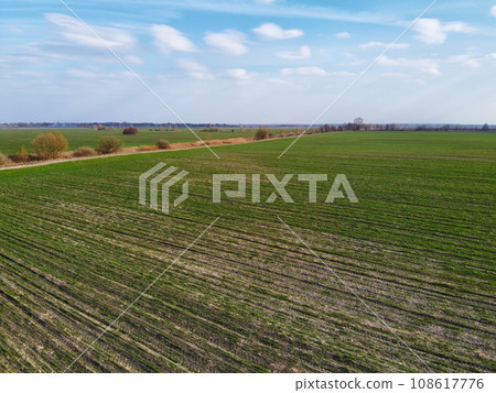 Wheat shoots in a field in spring, aerial view. Agricultural landscape. 108617776