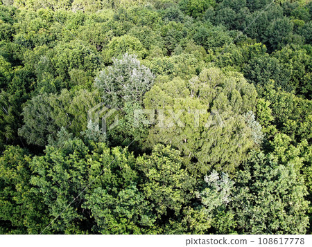 Beautiful dense forest, top view. The tops of a variety of trees. 108617778