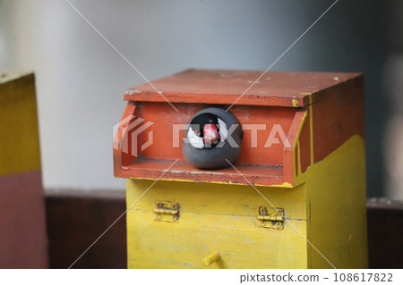 A sparrow protruding from a nest box A sparrow protruding from a nest box 108617822